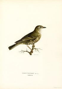 Misteltrost (farge litho) av Magnus Ferdinand and Wilhelm von Wright