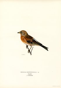 Fjellfink (farge litho) av Magnus Ferdinand and Wilhelm von Wright
