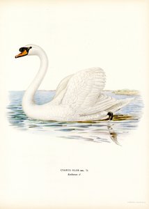 Mute Swan (farge litho) av Magnus Ferdinand and Wilhelm von Wright