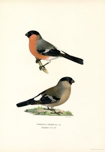 Nord-eurasisk oksefink (farge litho) av Magnus Ferdinand and Wilhelm von Wright