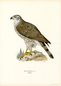 Northern Goshawk (farge litho) av Magnus Ferdinand and Wilhelm von Wright