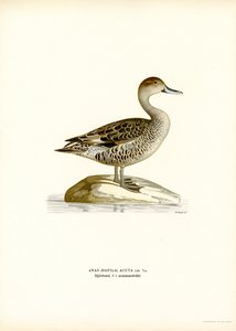 Northern Pintail (farge litho) av Magnus Ferdinand and Wilhelm von Wright
