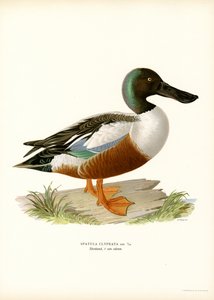 Northern Shoveler (farge litho) av Magnus Ferdinand and Wilhelm von Wright
