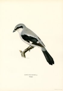 Northern Shrike (farge litho)