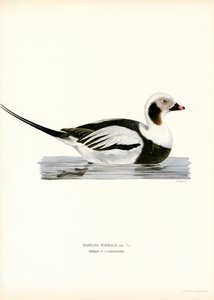 Oldsquaw Duck (farge litho) av Magnus Ferdinand and Wilhelm von Wright