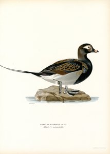 Oldsquaw Duck (farge litho) av Magnus Ferdinand and Wilhelm von Wright