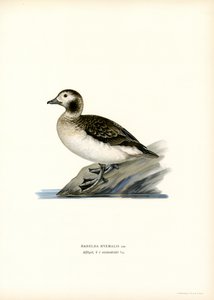 Oldsquaw Duck (farge litho) av Magnus Ferdinand and Wilhelm von Wright