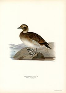 Oldsquaw Duck (farge litho) av Magnus Ferdinand and Wilhelm von Wright