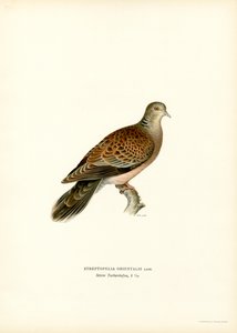 Orientalsk turteldue (farge litho) av Magnus Ferdinand and Wilhelm von Wright