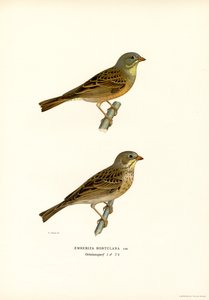 Ortolan Bunting (farge litho) av Magnus Ferdinand and Wilhelm von Wright