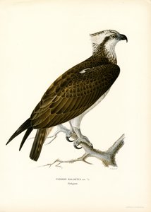Osprey (farge litho)