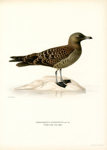 Parasittisk Jaeger (farge litho) av Magnus Ferdinand and Wilhelm von Wright
