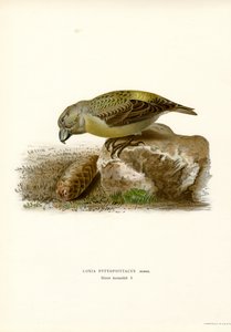 Papegøyekorsnebb (farge litho) av Magnus Ferdinand and Wilhelm von Wright