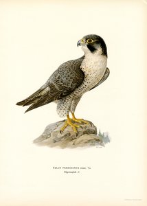 vandrefalk (farge litho)