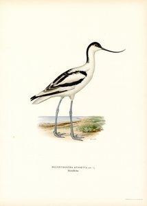Pied Avocet (farge litho) av Magnus Ferdinand and Wilhelm von Wright
