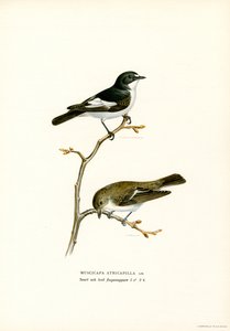Pied Fluesnapper (farge litho) av Magnus Ferdinand and Wilhelm von Wright