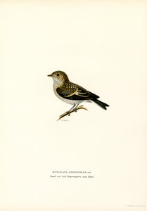 Pied Fluesnapper (farge litho) av Magnus Ferdinand and Wilhelm von Wright