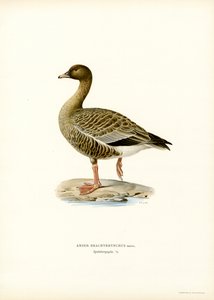 Rosafotgås (farge litho) av Magnus Ferdinand and Wilhelm von Wright