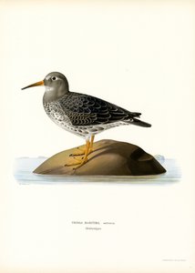 Lilla Sandpiper (farge litho) av Magnus Ferdinand and Wilhelm von Wright