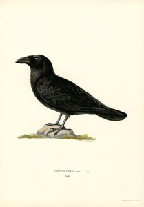 Ravn (farge litho) av Magnus Ferdinand and Wilhelm von Wright