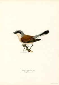 Rødrygget Shrike (farge litho)
