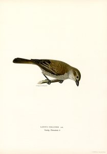 Rødrygget Shrike (farge litho)