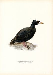 Rødnebbsnebb (farge litho) av Magnus Ferdinand and Wilhelm von Wright