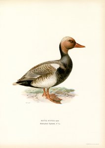 Rød-crested Duck (farge litho) av Magnus Ferdinand and Wilhelm von Wright