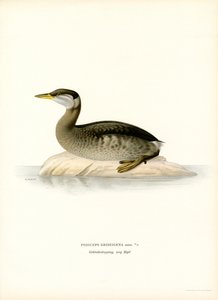 Rødhalset lappedykker (farge litho) av Magnus Ferdinand and Wilhelm von Wright