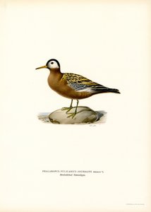 Rød Phalarope (farge litho) av Magnus Ferdinand and Wilhelm von Wright