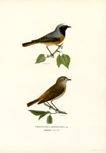Rødstart (farge litho) av Magnus Ferdinand and Wilhelm von Wright