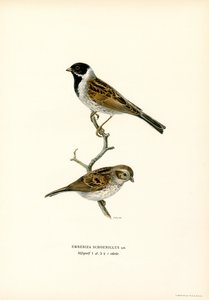 Sivspurv (farge litho) av Magnus Ferdinand and Wilhelm von Wright