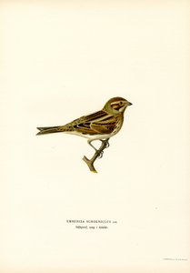 Sivspurv (farge litho) av Magnus Ferdinand and Wilhelm von Wright
