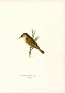 Reed Warbler (farge litho) av Magnus Ferdinand and Wilhelm von Wright