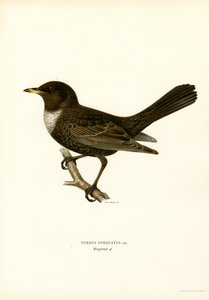 Ringtrost (farge litho) av Magnus Ferdinand and Wilhelm von Wright