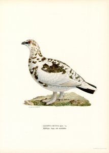 Steinrype (litho i farge)