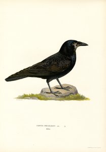Rook (farge litho) av Magnus Ferdinand and Wilhelm von Wright