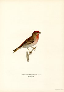 Rosefinch (farge litho) av Magnus Ferdinand and Wilhelm von Wright