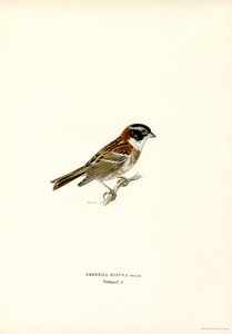 Rustikk Bunting (farge litho) av Magnus Ferdinand and Wilhelm von Wright