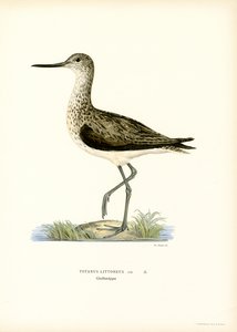 Sandpiper (farge litho) av Magnus Ferdinand and Wilhelm von Wright