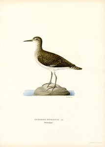 Sandpiper (farge litho) av Magnus Ferdinand and Wilhelm von Wright