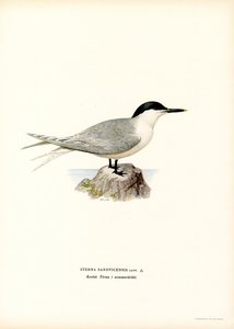 Sandwich tern (farge litho) av Magnus Ferdinand and Wilhelm von Wright