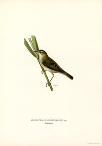 Sedge Warbler (farge litho) av Magnus Ferdinand and Wilhelm von Wright