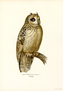 Kortøret ugle (farge litho) av Magnus Ferdinand and Wilhelm von Wright