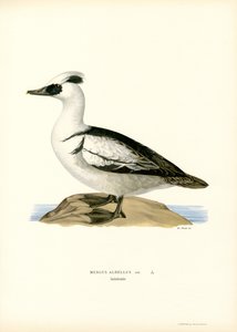 Smew (farge litho) av Magnus Ferdinand and Wilhelm von Wright