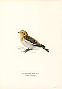 Snow Bunting (farge litho) av Magnus Ferdinand and Wilhelm von Wright