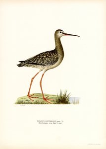 Spotted Redshank (farge litho) av Magnus Ferdinand and Wilhelm von Wright