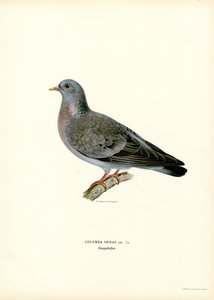 Stock Dove (farge litho) av Magnus Ferdinand and Wilhelm von Wright