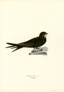 Swift (farge litho) av Magnus Ferdinand and Wilhelm von Wright