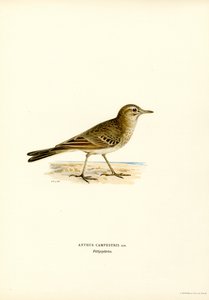 Tawny Pipit (farge litho) av Magnus Ferdinand and Wilhelm von Wright